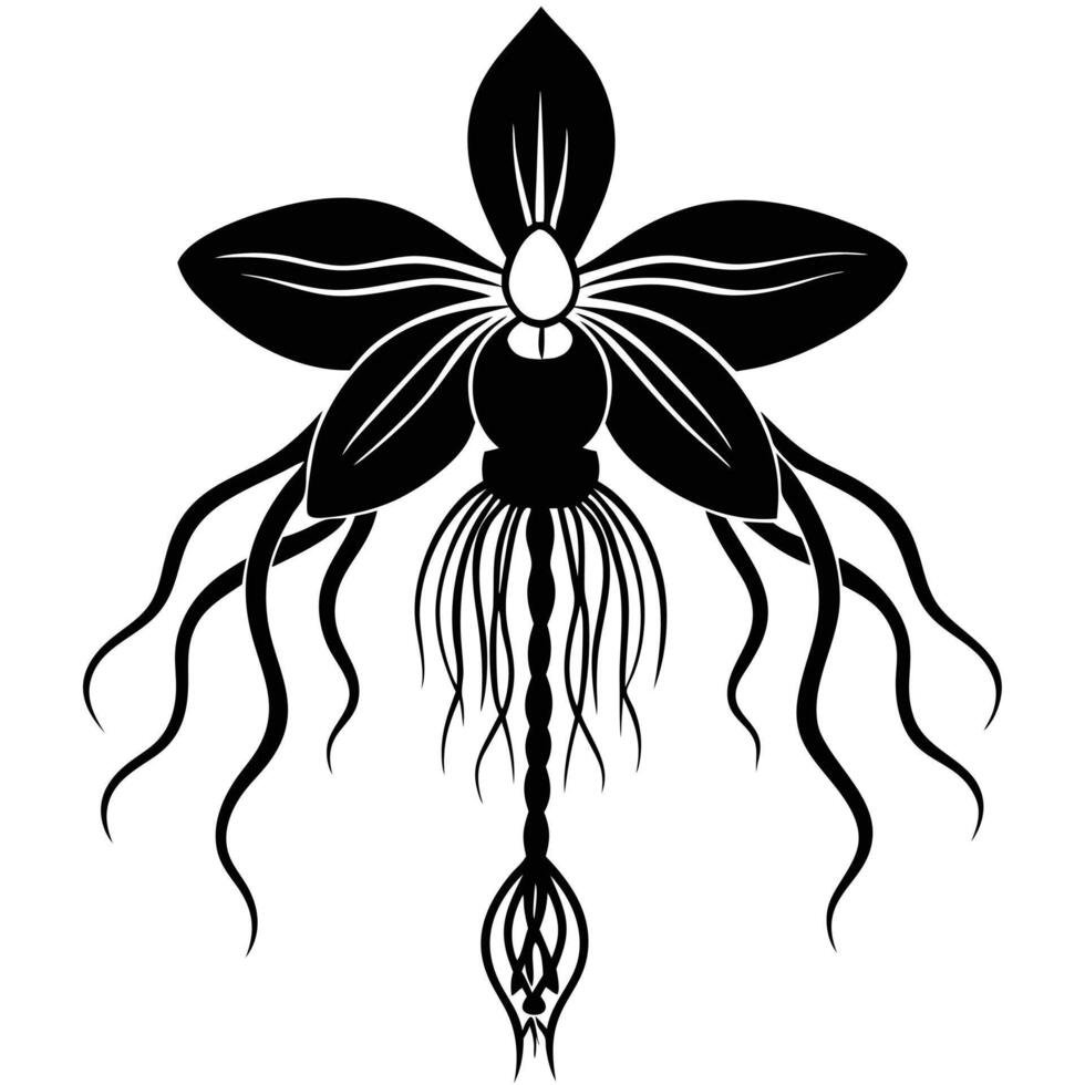 Orchid with Long Hanging Roots vector