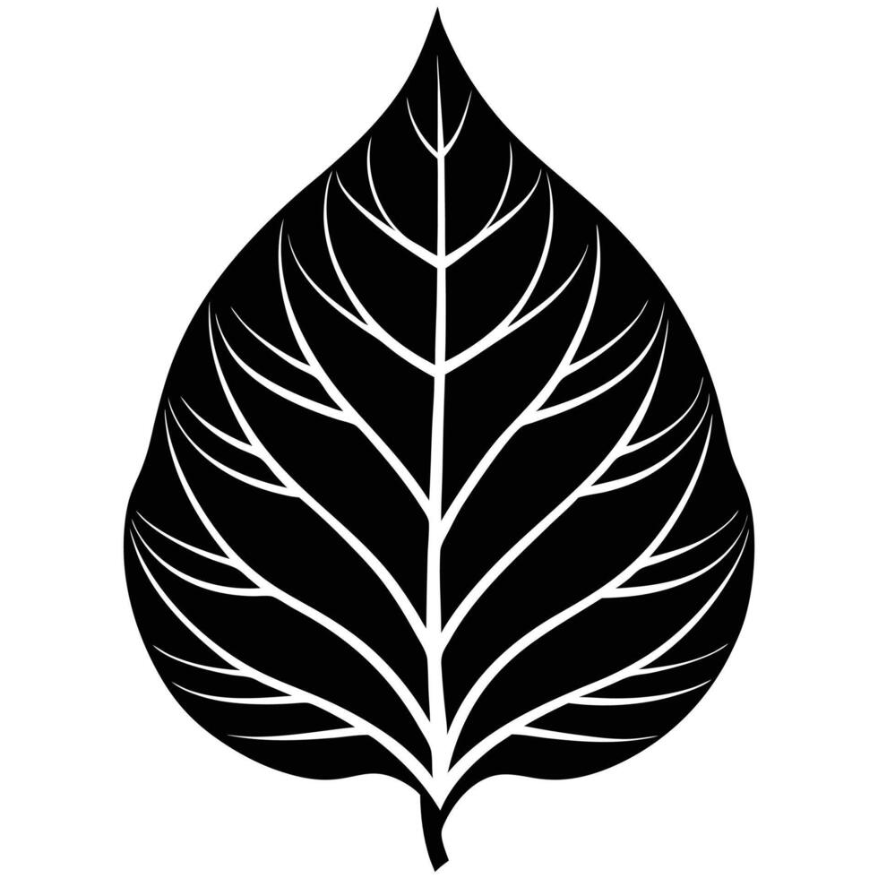 Leaf Silhouetted with Distinctive Vein Pattern vector