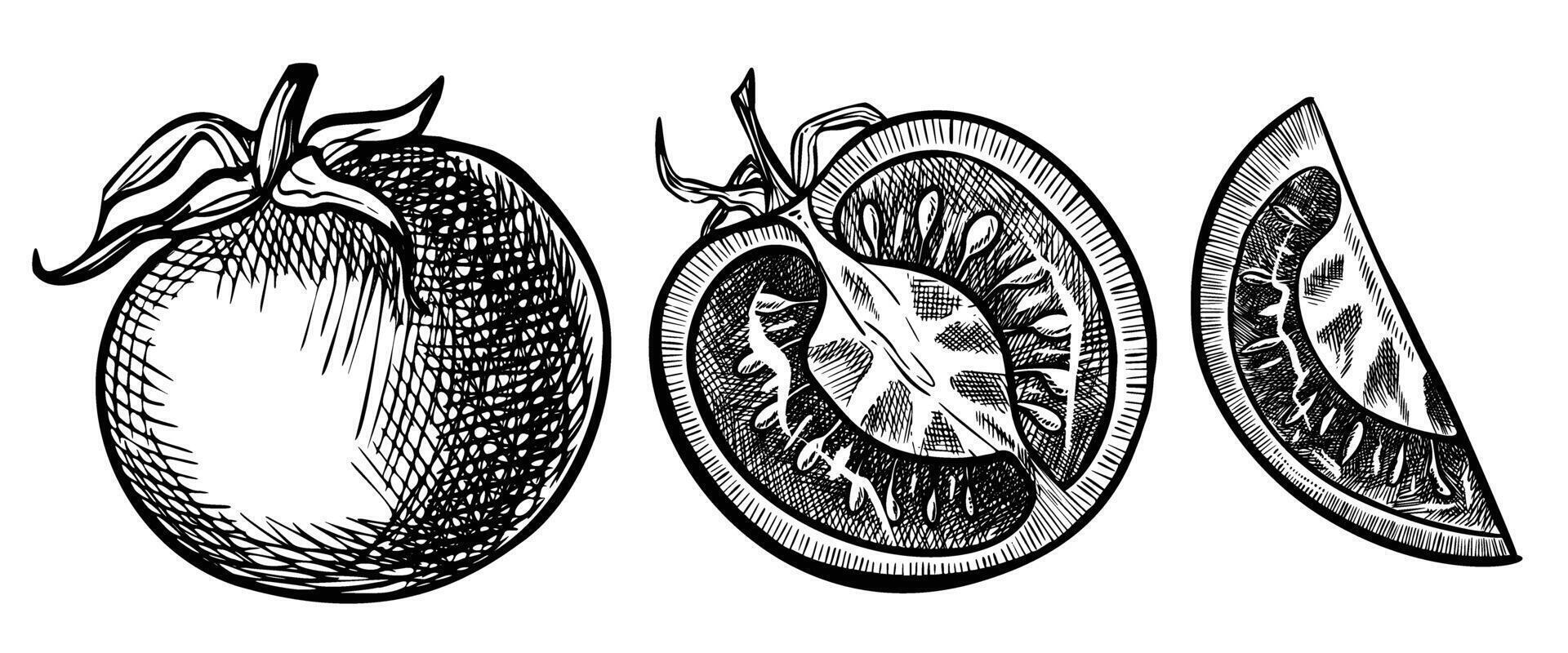 Tomato Cherry illustration. Drawing with slices of vegetarian vegetable painted by black inks in linear style. Engraving of plant for product label. Outline etching of food for icon or logo. vector