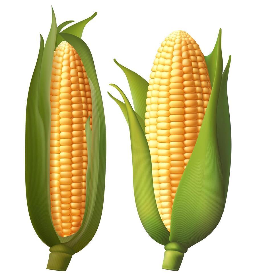 Realistic ripe raw corn cobs and yellow kernels maize farm food 3d sweetcorn corn cobs, agriculture elements. Harvest Gradient Mesh vector