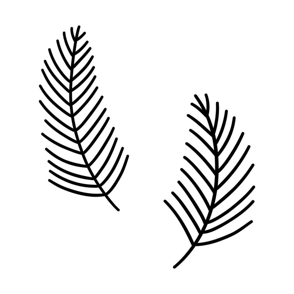 Spruce twigs. Two pine branches. doodle vector