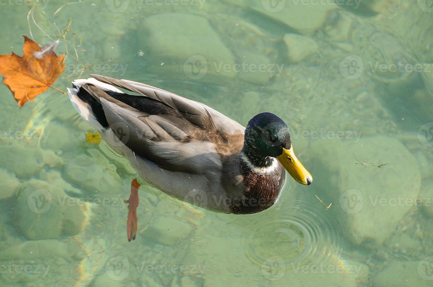 A duck swimming in a pond with a leaf photo