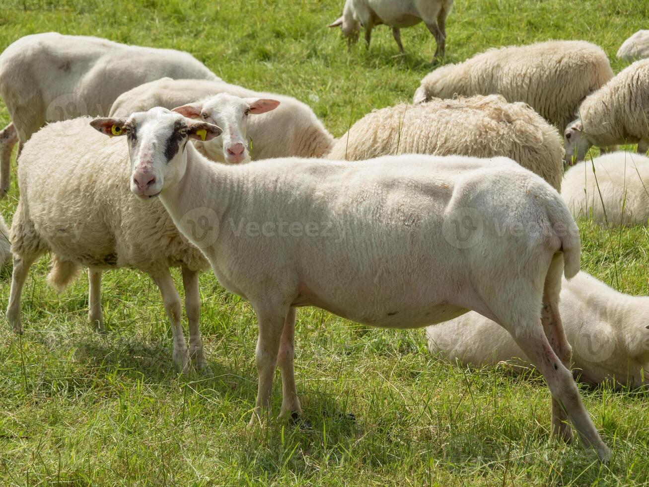 A herd of sheep in a field photo