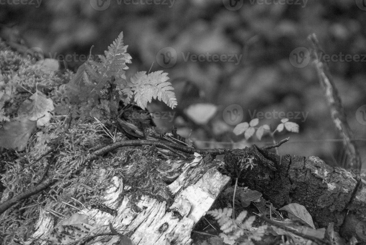 Black and white photograph of a bird on a tree stump photo