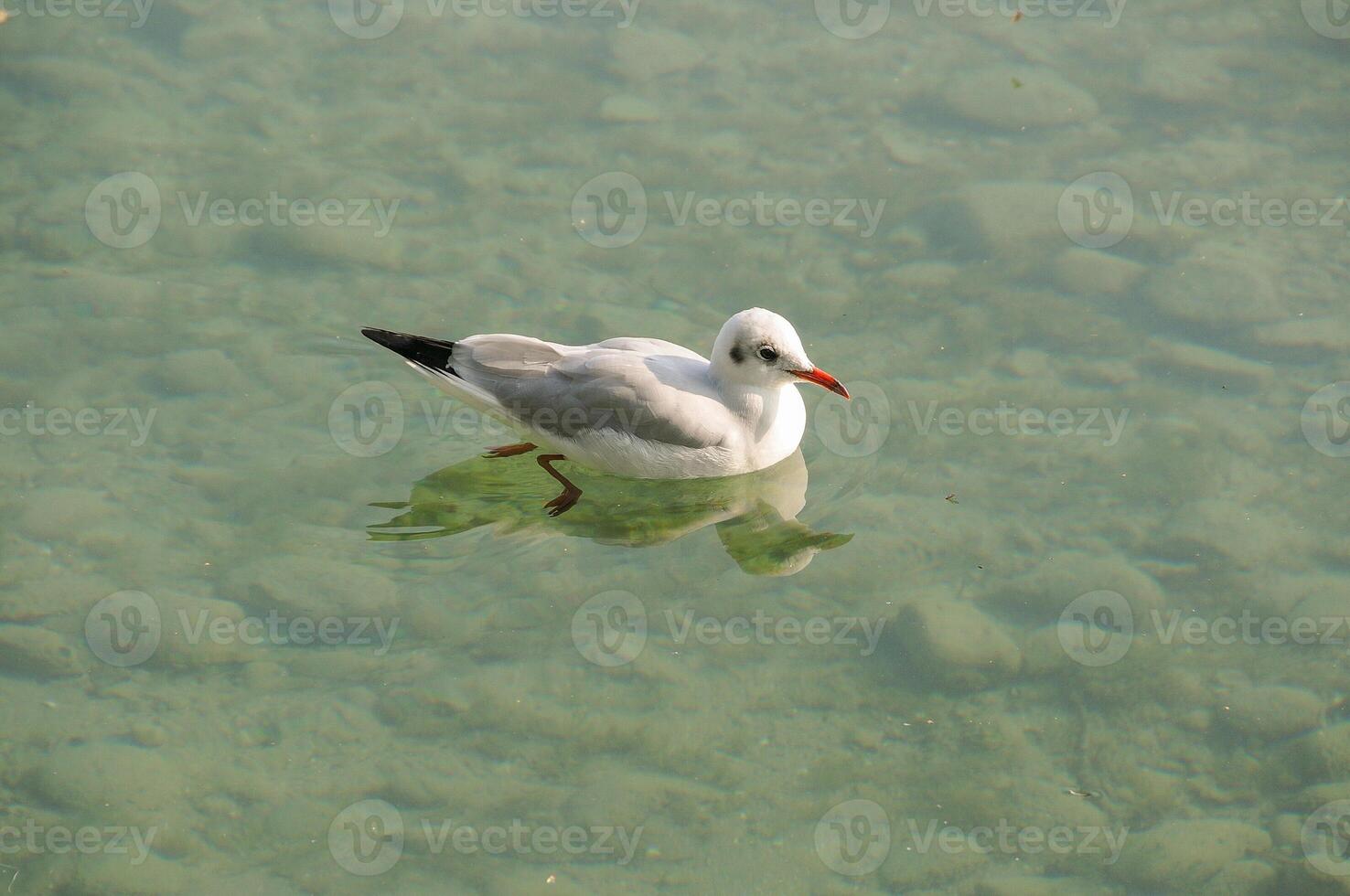 A bird is floating in the water photo