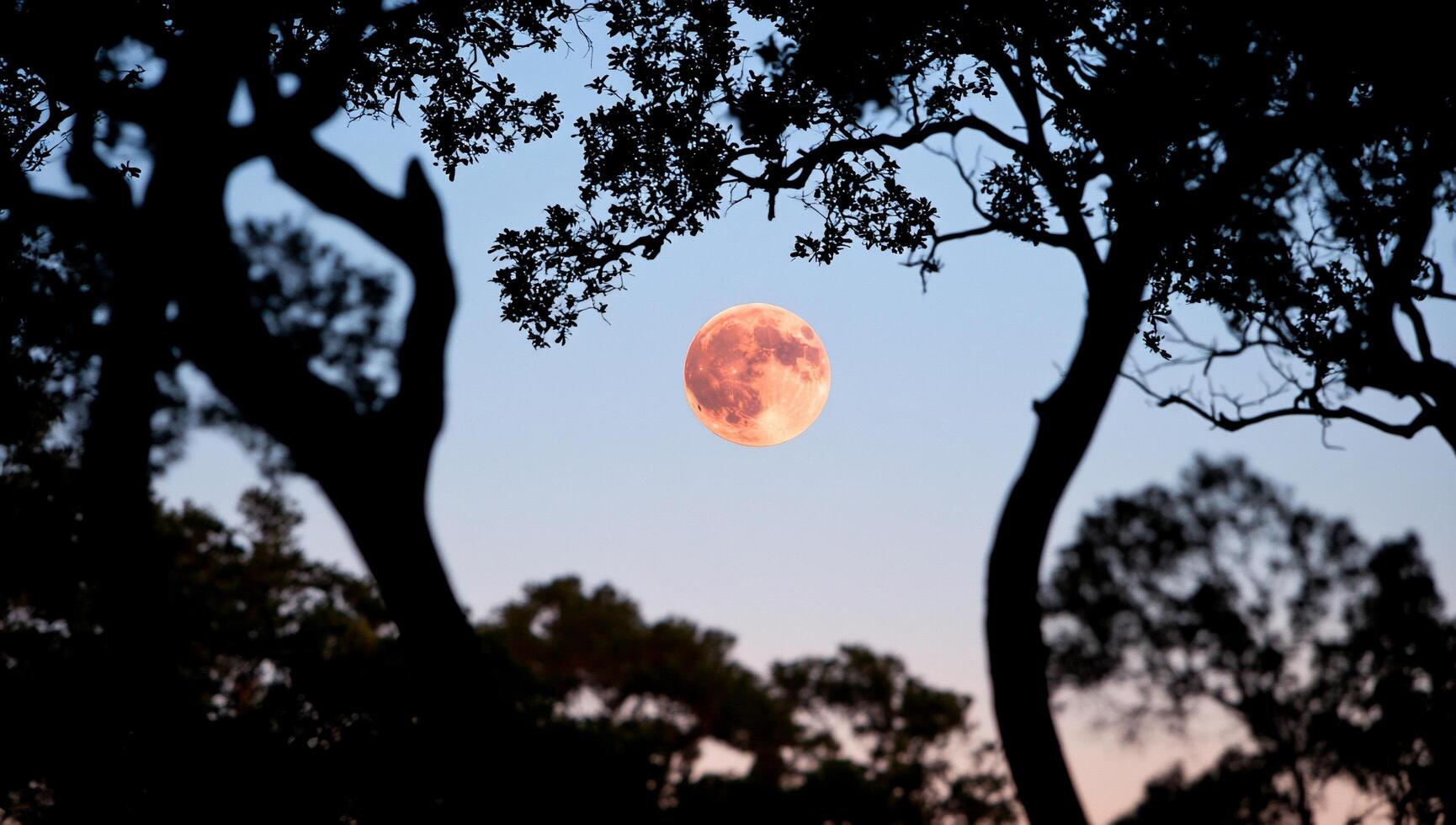 A full moon is seen through trees photo