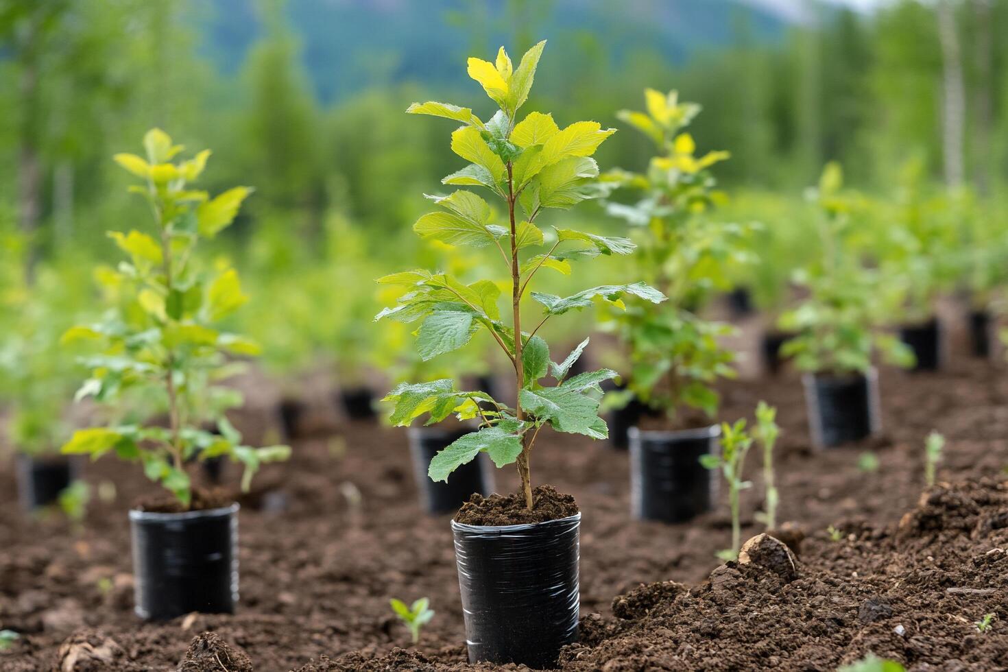 A group of young trees in black plastic pots photo
