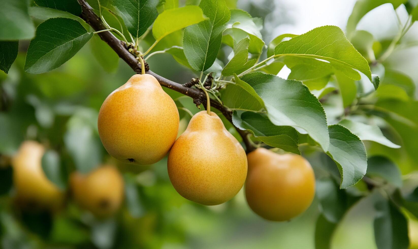 A group of yellow fruits on a tree photo
