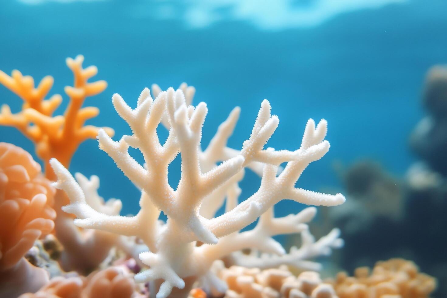 Coral reef with orange and white corals photo