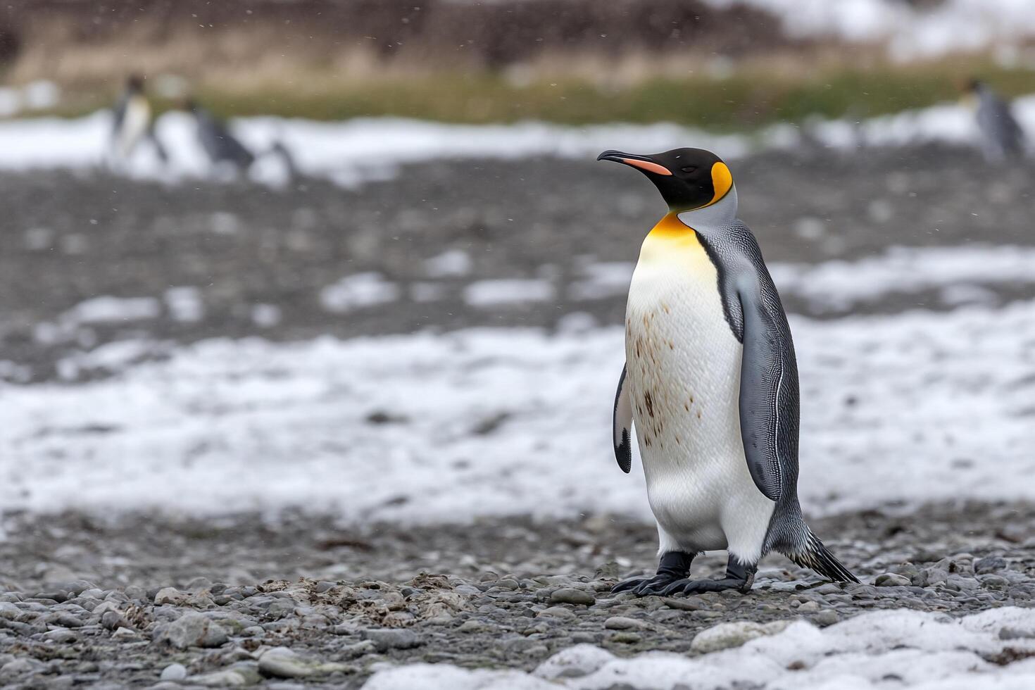 A penguin standing on a snowy ground with other penguins in the background photo