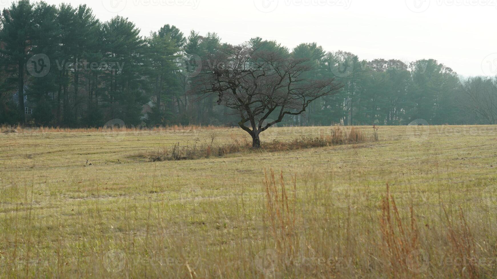 The valley Forge view with the meadows and woods in the USA photo
