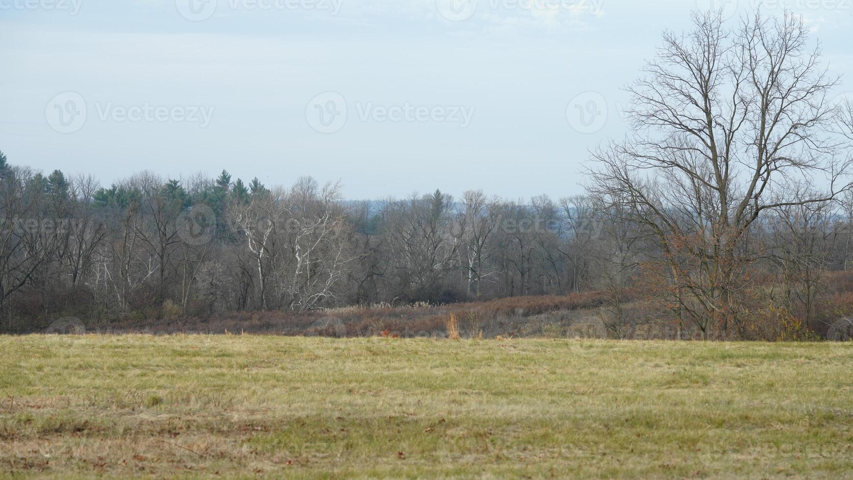 The valley Forge view with the meadows and woods in the USA photo