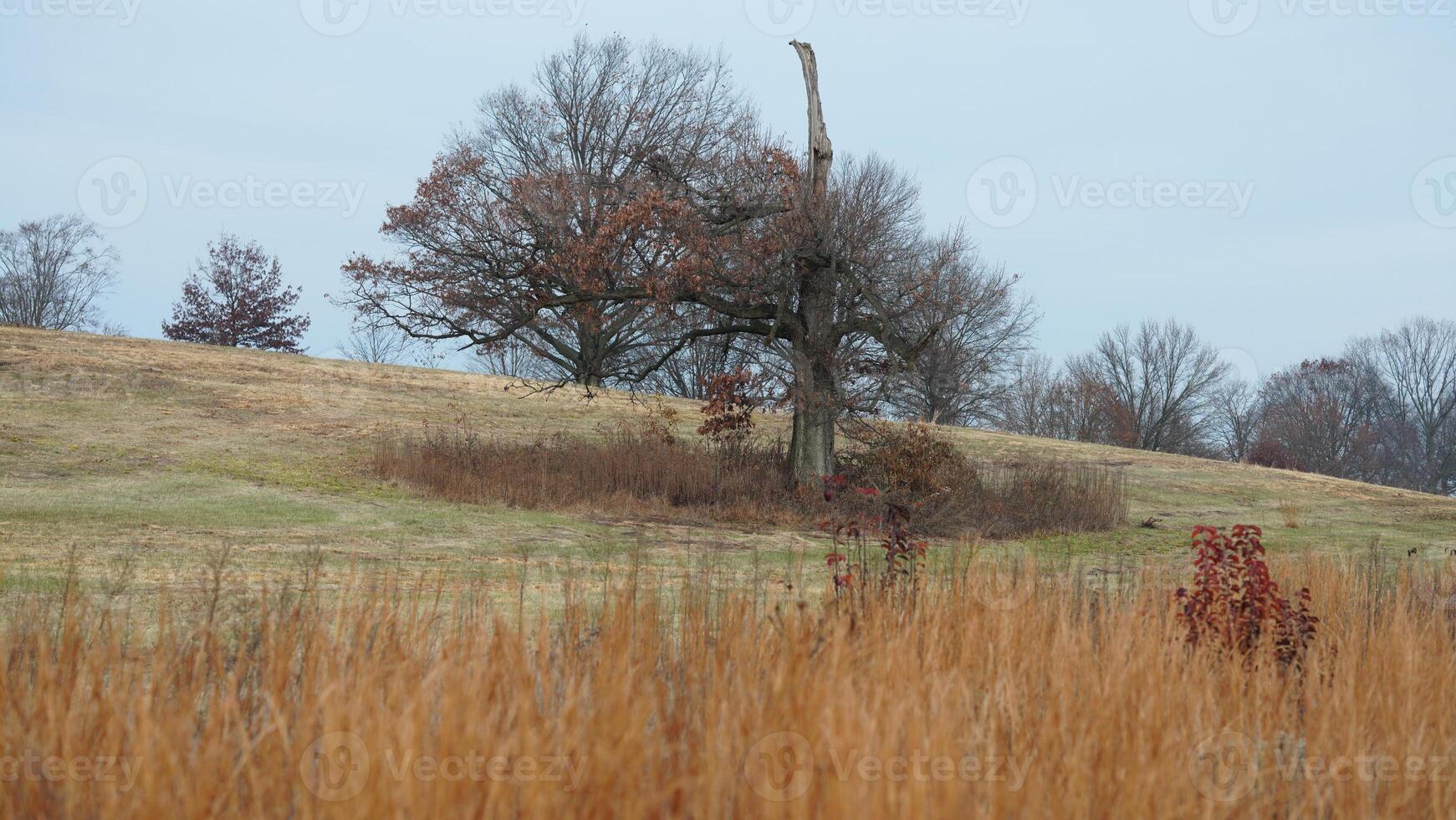 The valley Forge view with the meadows and woods in the USA photo