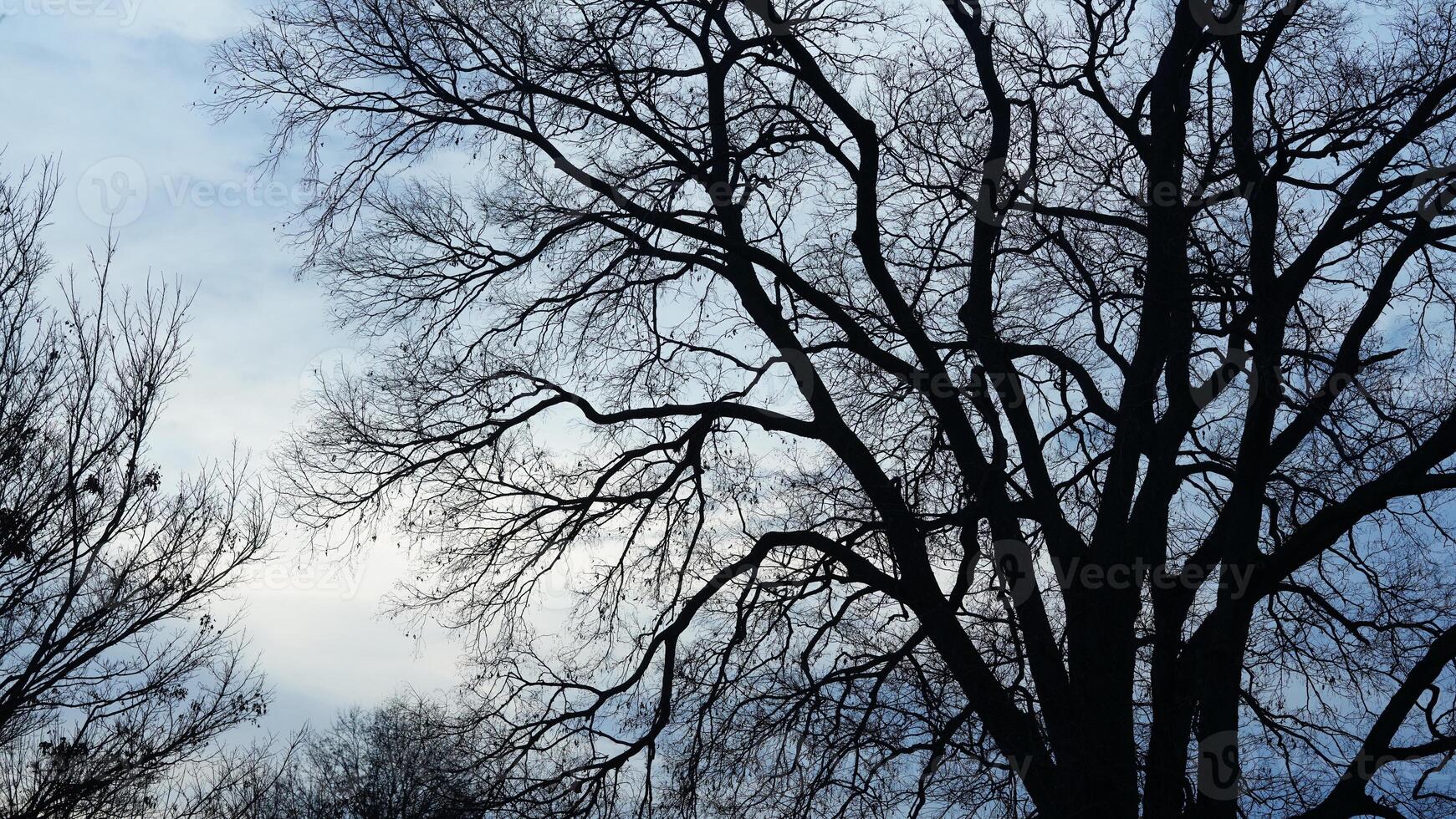 The bare branches trees view with the blue sky as background in winter photo