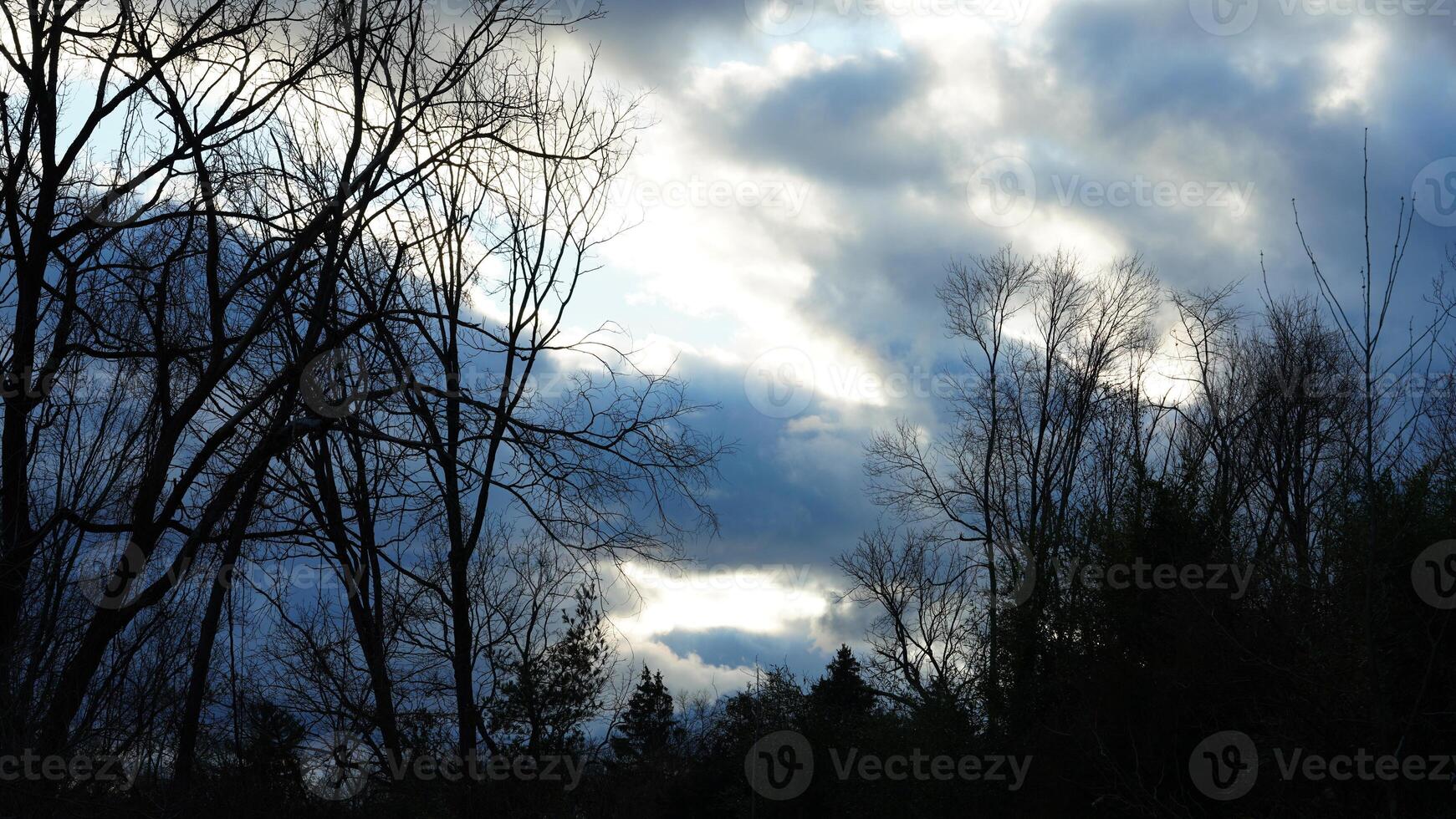 The bare branches trees view with the blue sky as background in winter photo