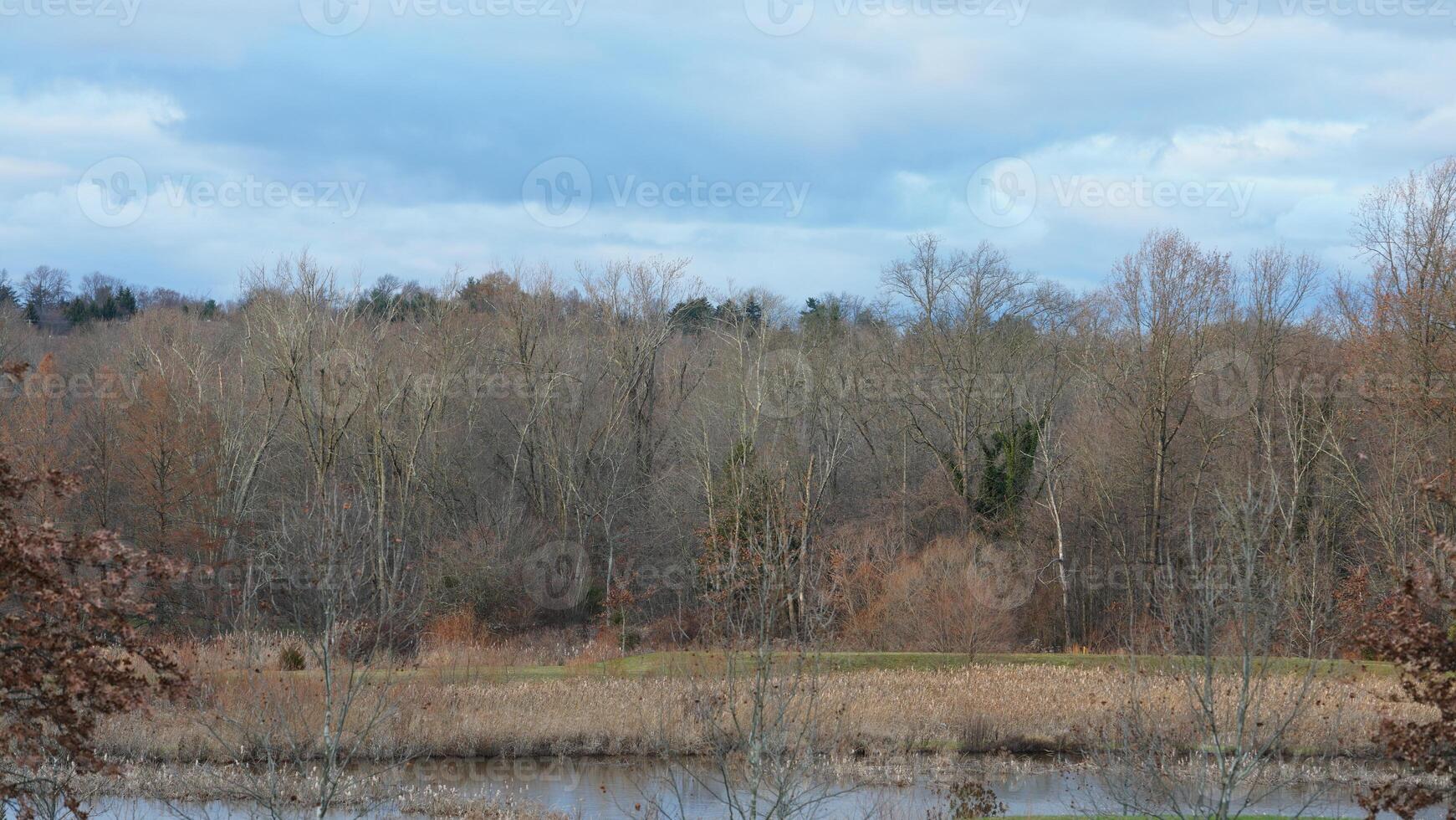 The bare branches trees view with the blue sky as background in winter photo