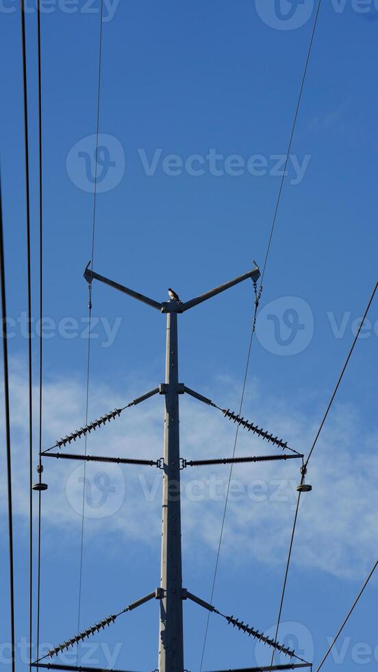The electric wire cross the forest in the lines photo