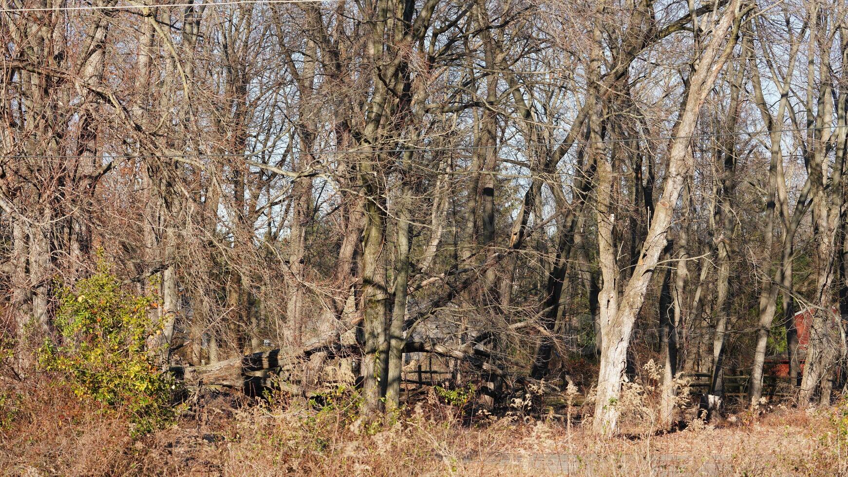 The forest landscape with the sunset sunlight on them in winter photo