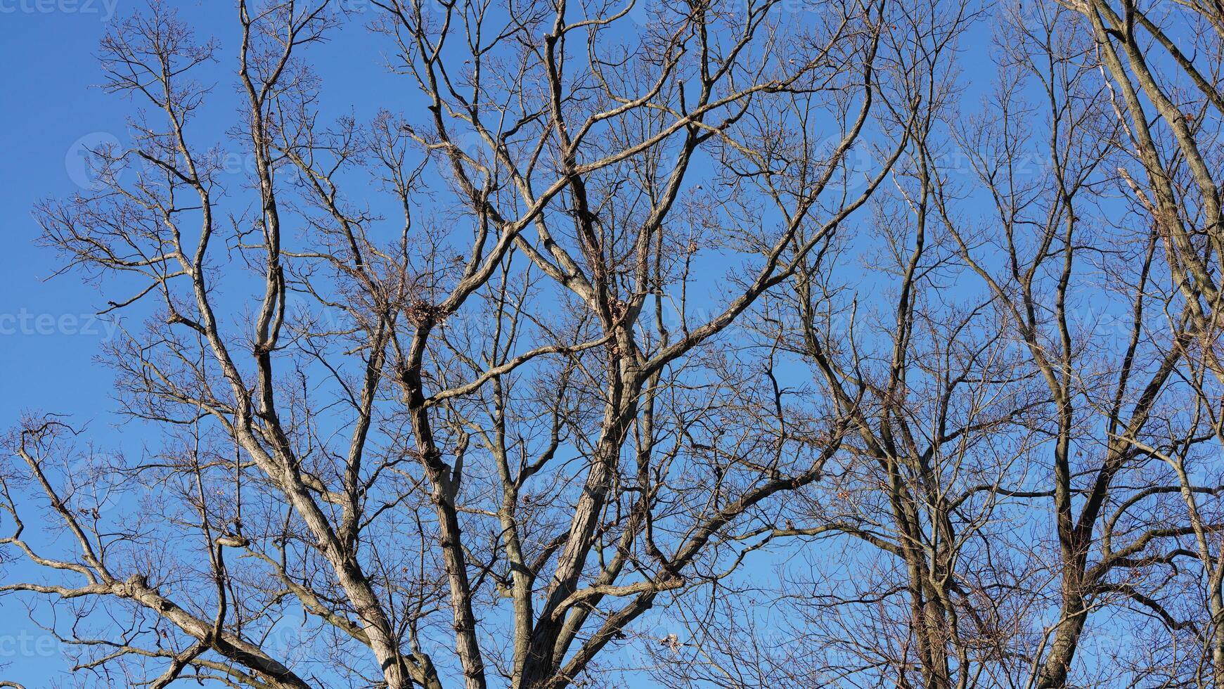 The bare branches trees view with the blue sky as background in winter photo