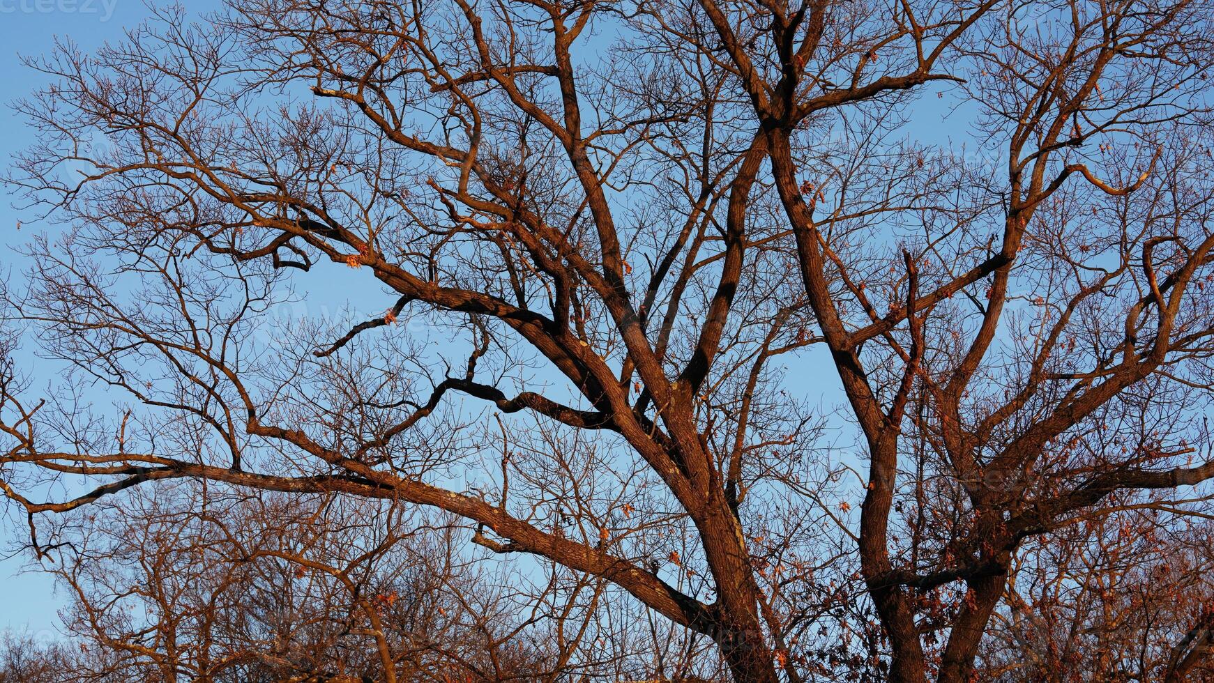 The bare branches trees view with the blue sky as background in winter photo