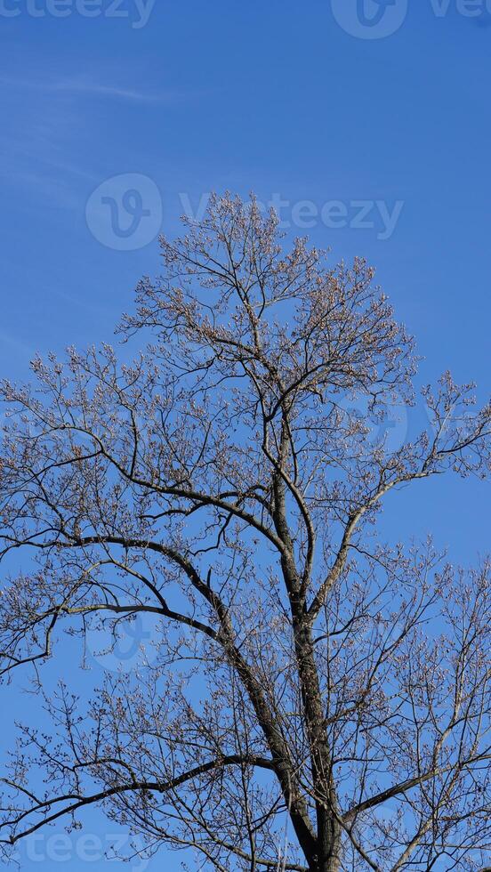 The bare branches trees view with the blue sky as background in winter photo