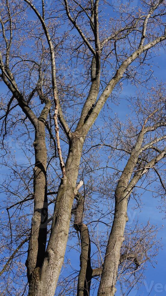 The bare branches trees view with the blue sky as background in winter photo