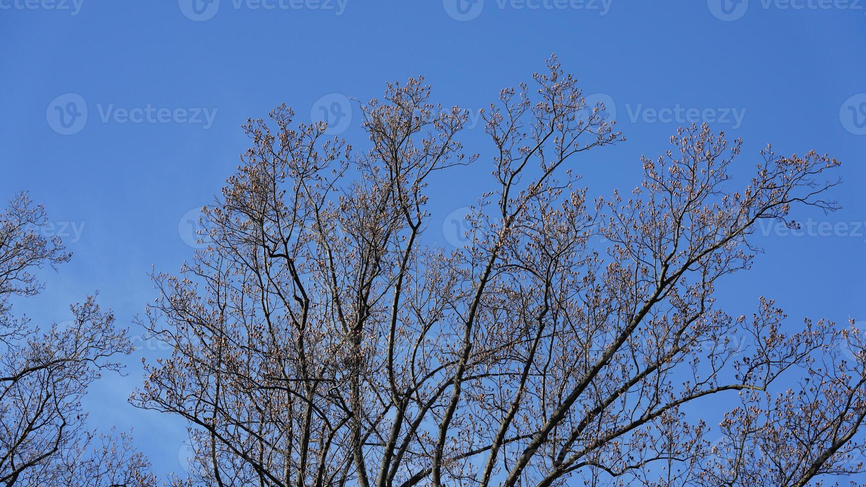 The bare branches trees view with the blue sky as background in winter photo