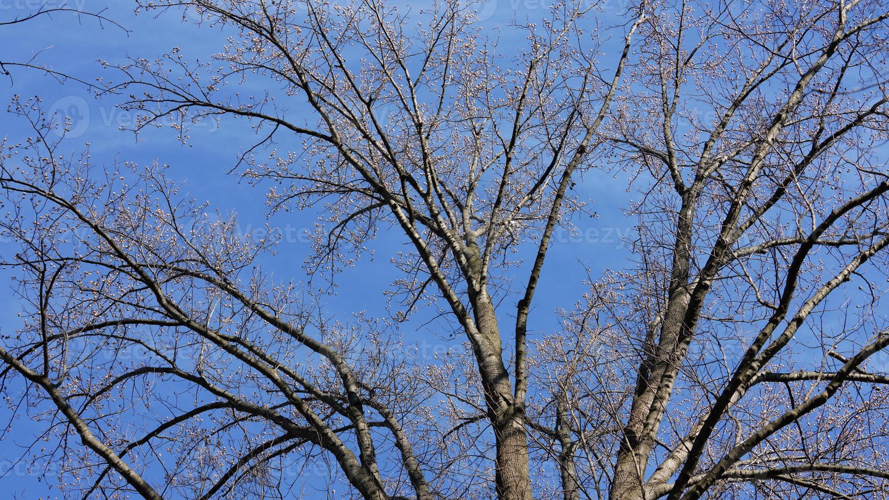 The bare branches trees view with the blue sky as background in winter photo