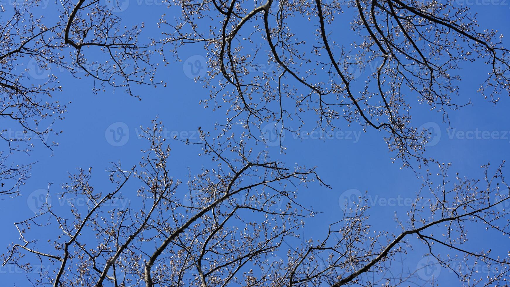 The bare branches trees view with the blue sky as background in winter photo