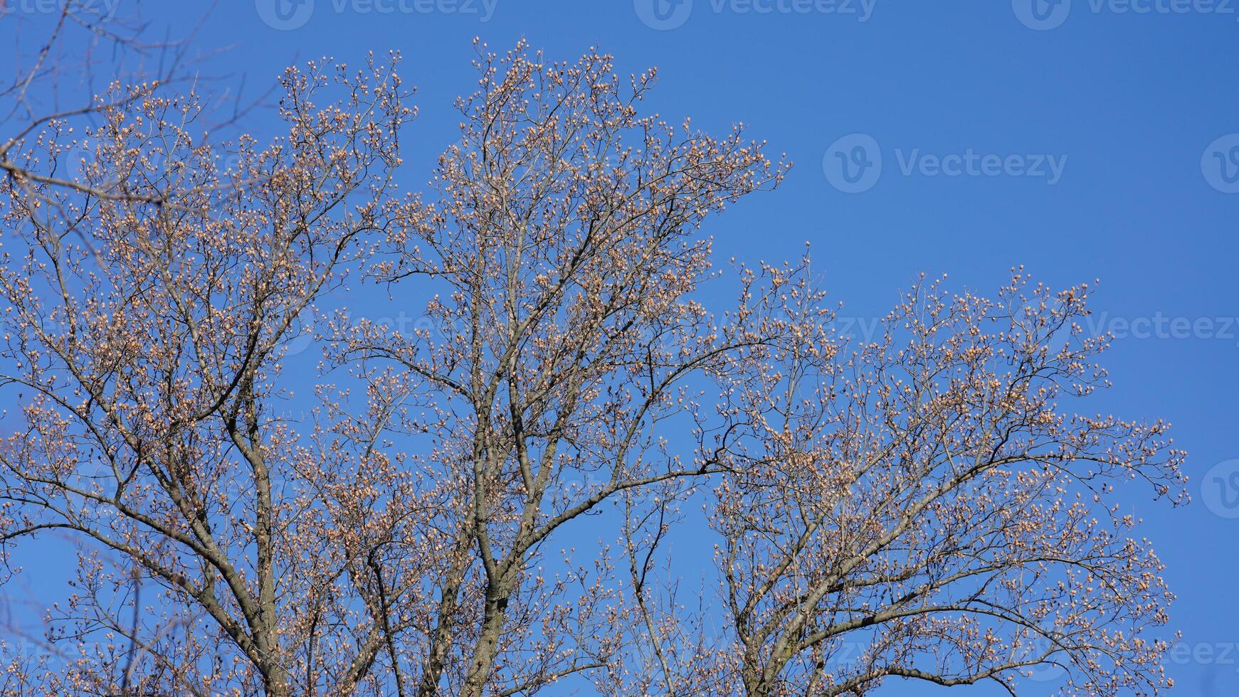 The bare branches trees view with the blue sky as background in winter photo