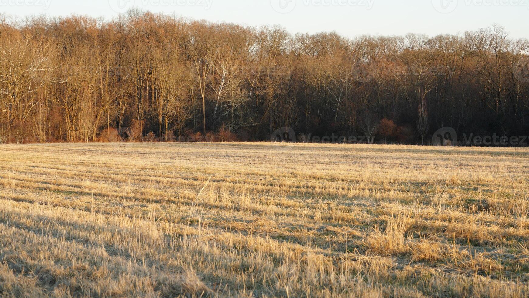 The forest landscape with the sunset sunlight on them in winter photo