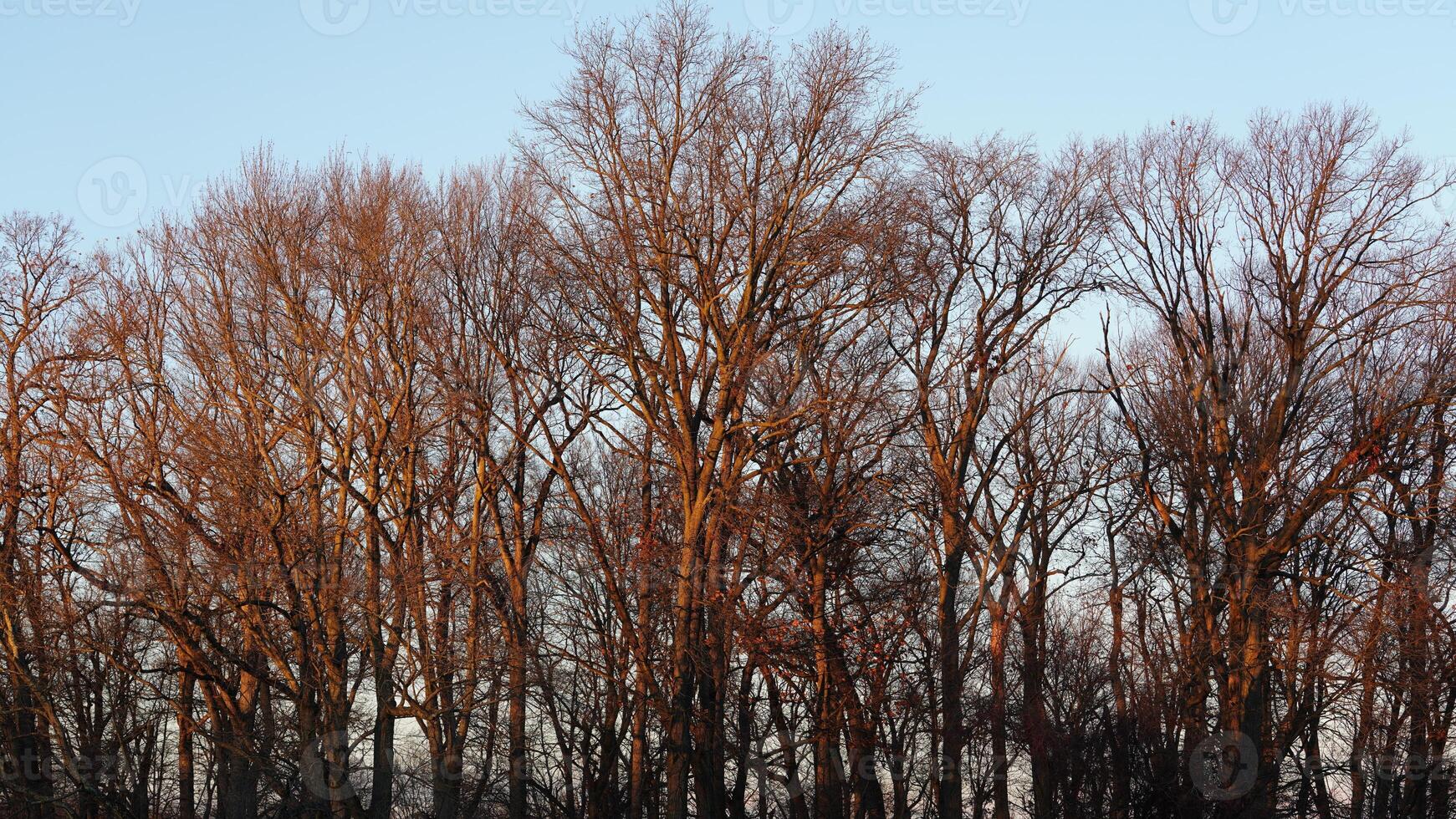 The forest landscape with the sunset sunlight on them in winter photo