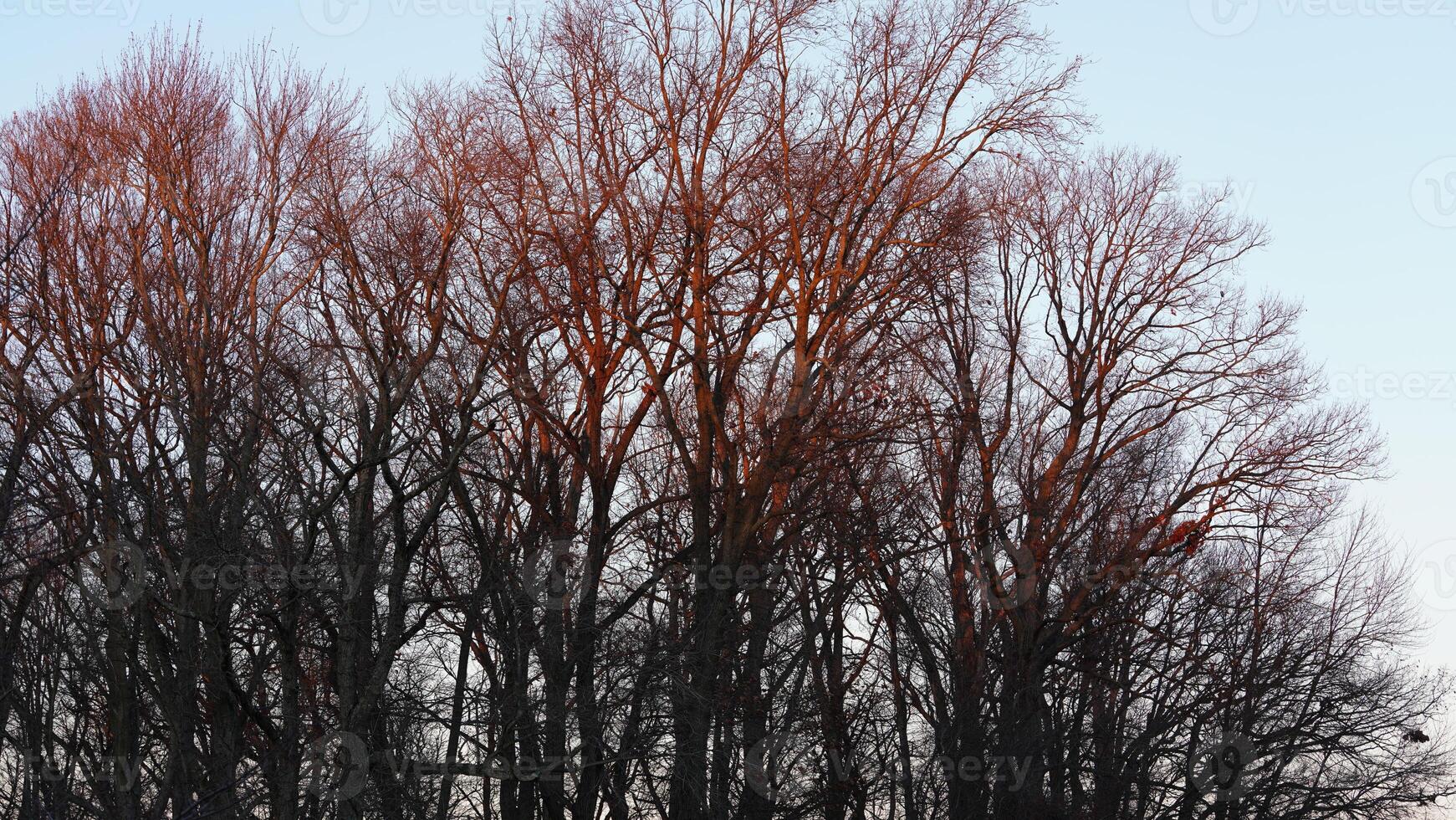 The forest landscape with the sunset sunlight on them in winter photo