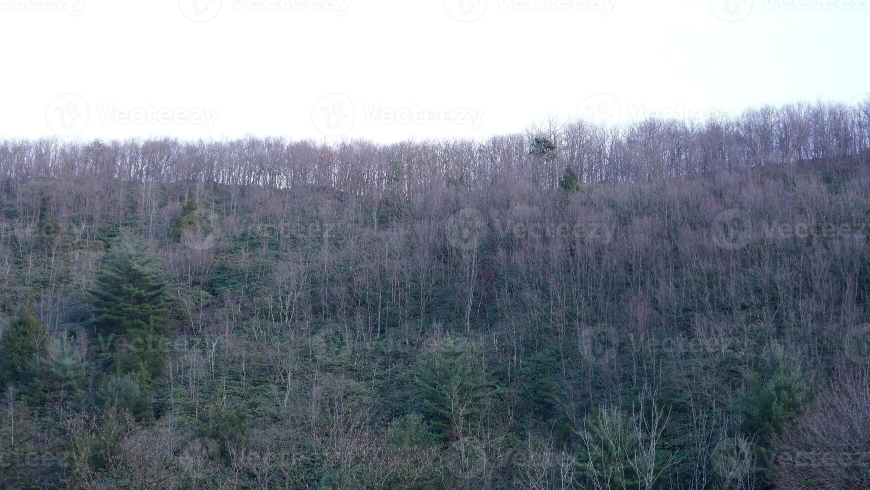 The forest landscape with the sunset sunlight on them in winter photo