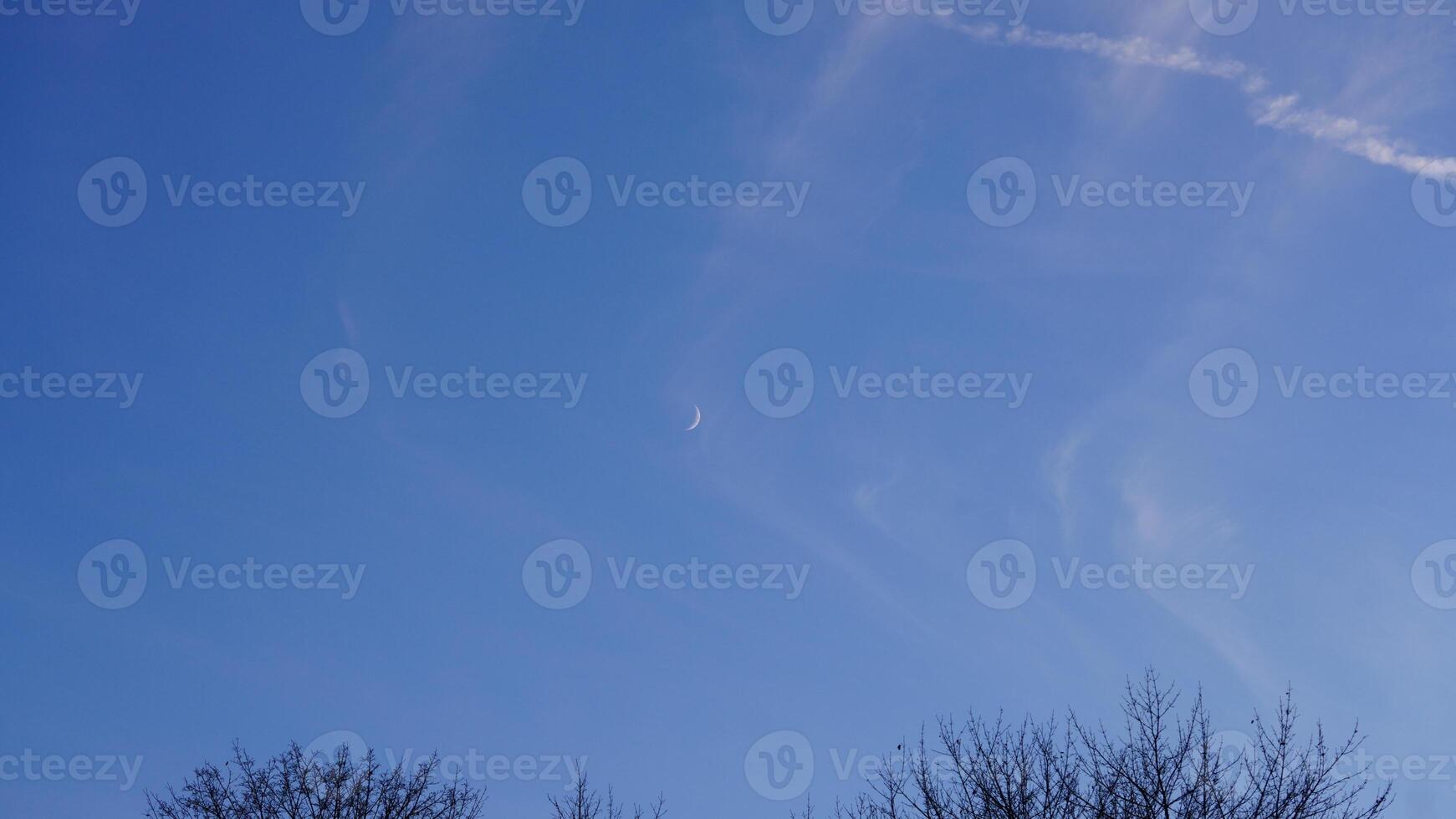 The bare branches trees view with the blue sky as background in winter photo