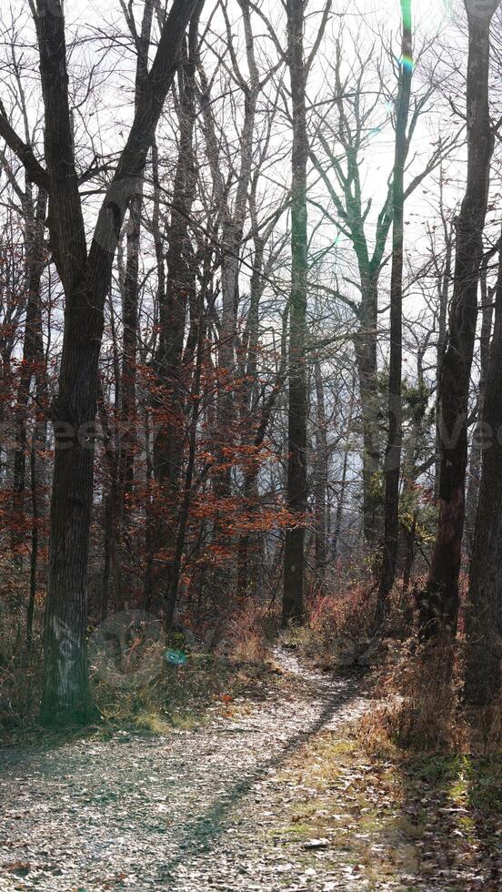 The forest view with the narrow country road across them in winter photo