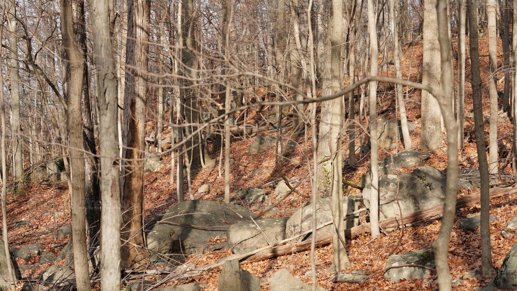 The forest landscape with the sunset sunlight on them in winter photo