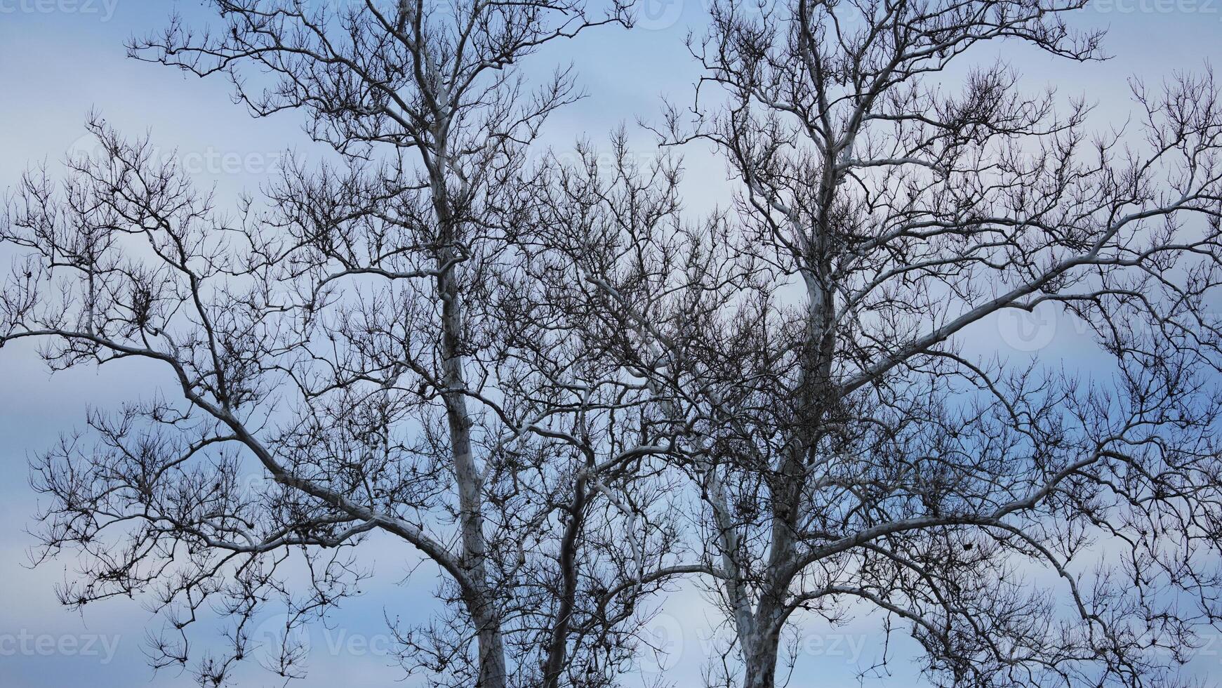 The bare branches trees view with the blue sky as background in winter photo