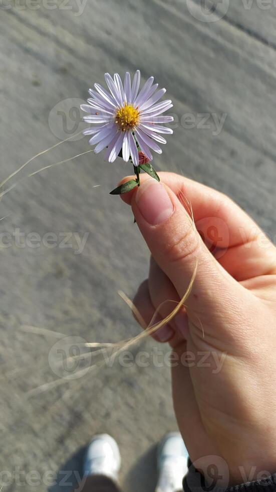A Hand Gently Holding a Delicate and Beautiful Flower on a Bright Sunny Day in Nature photo