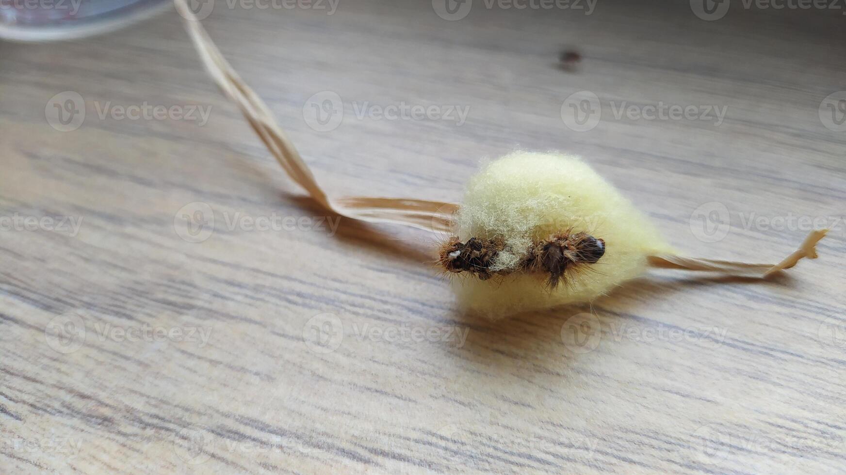 Engaging in Creative Craft Activities with Natural Materials A Truly Unique Insect Haven photo
