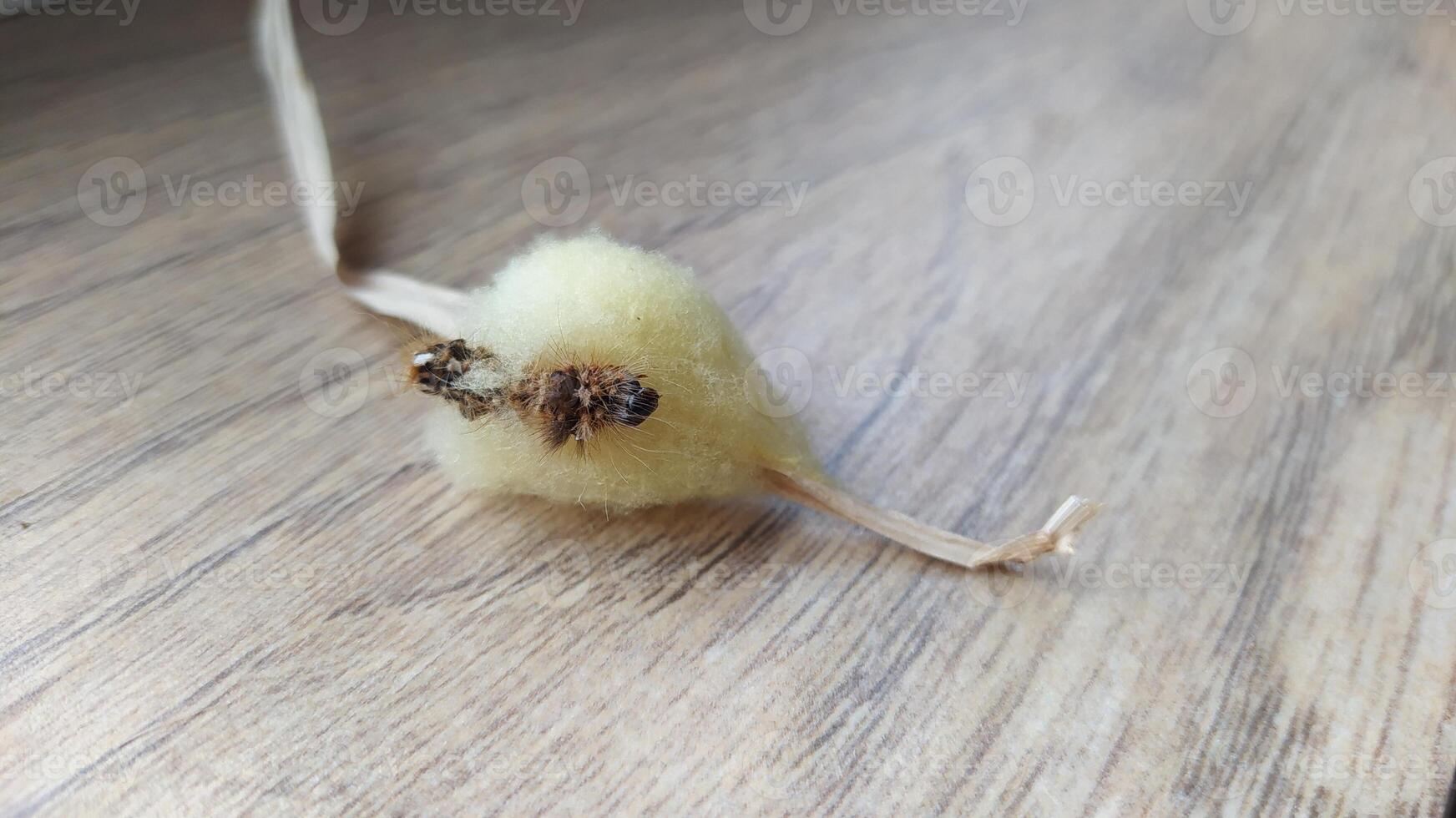Unique Natures extraordinary creation A fluffy, intriguing seed pod that captivates attention photo