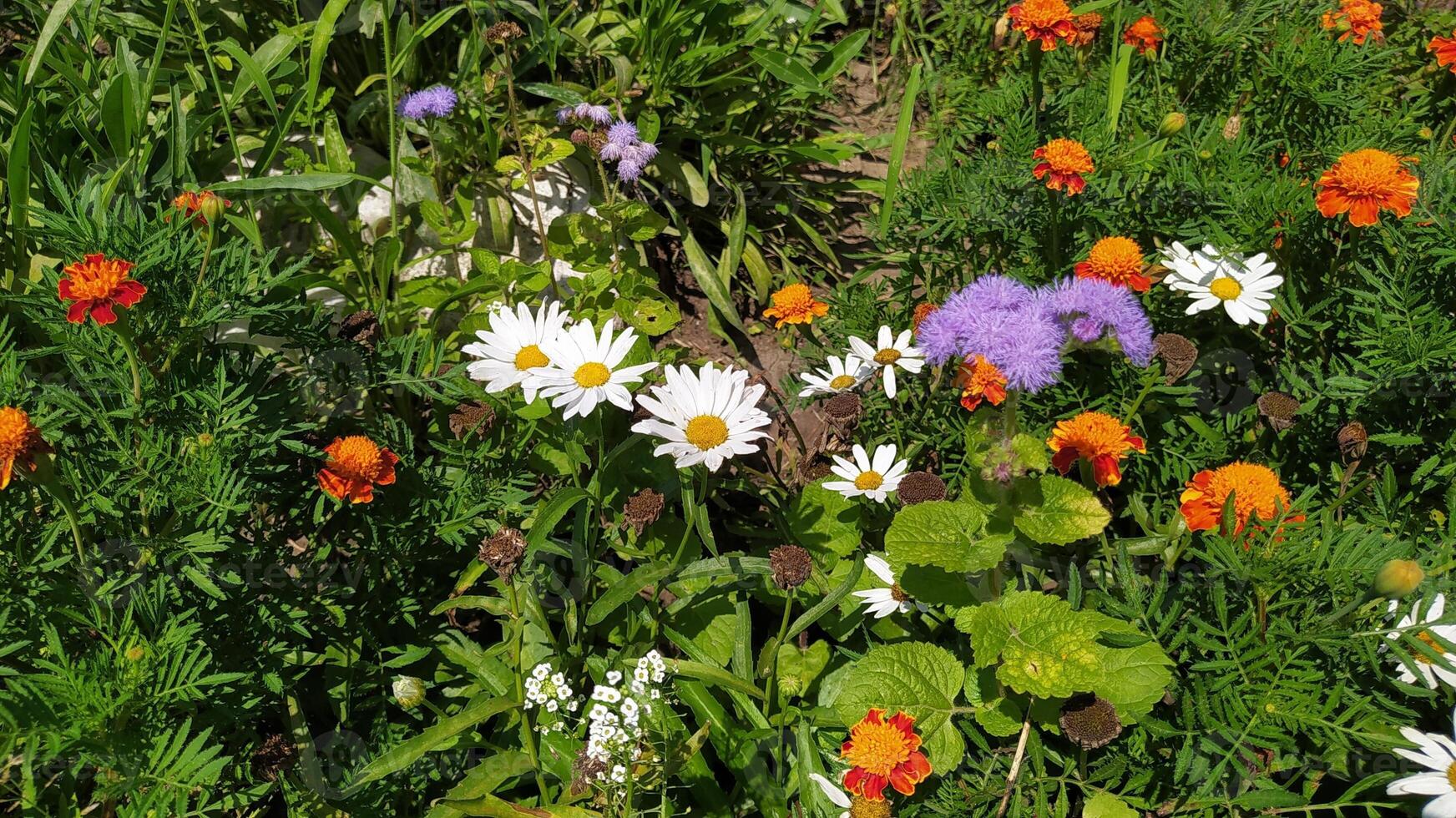 The Vibrant and Colorful Wildflowers Are Beautifully in Full Bloom in Natures Glory photo