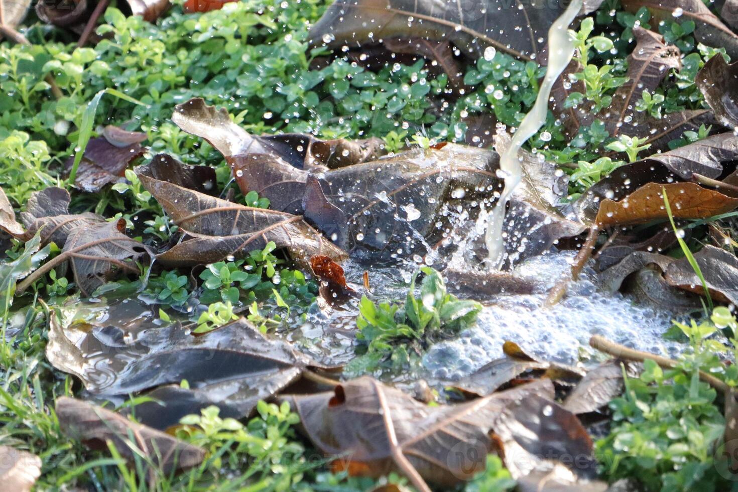 The Refreshing Water Splashes on Dry Leaves Nestled in the Vibrant Green Grass Below photo