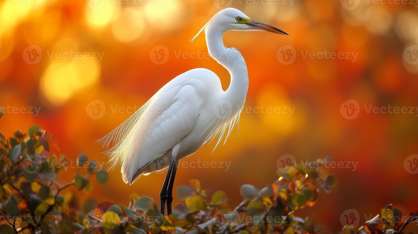 A white bird is standing in front of a colorful background photo