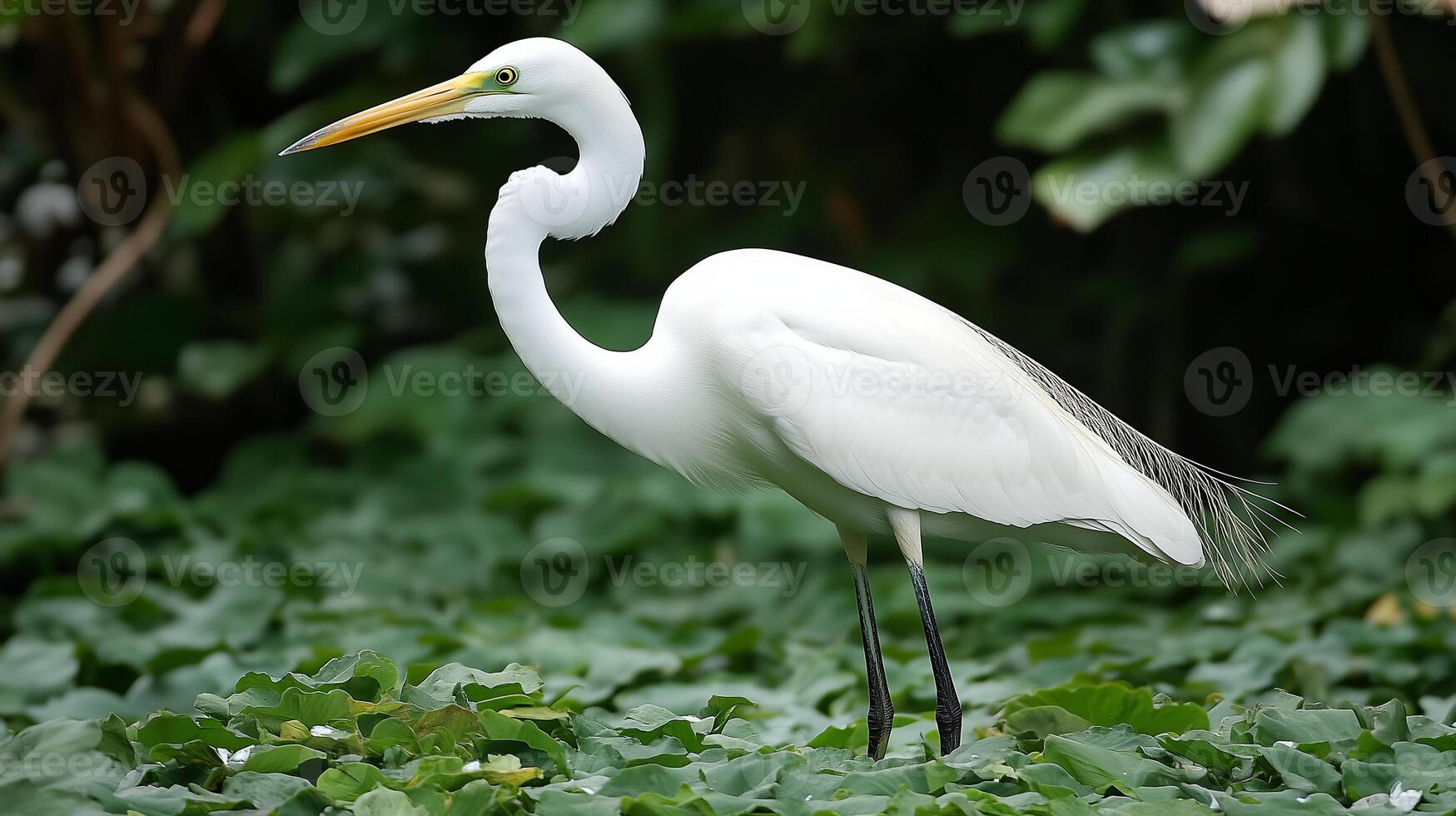 A white bird standing in a field of green plants photo