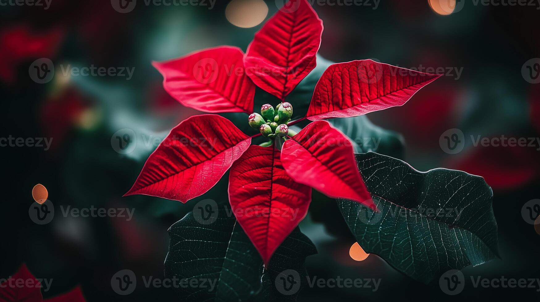 Poinsettia, christmas, christmas tree, christmas decorations, christmas lights photo