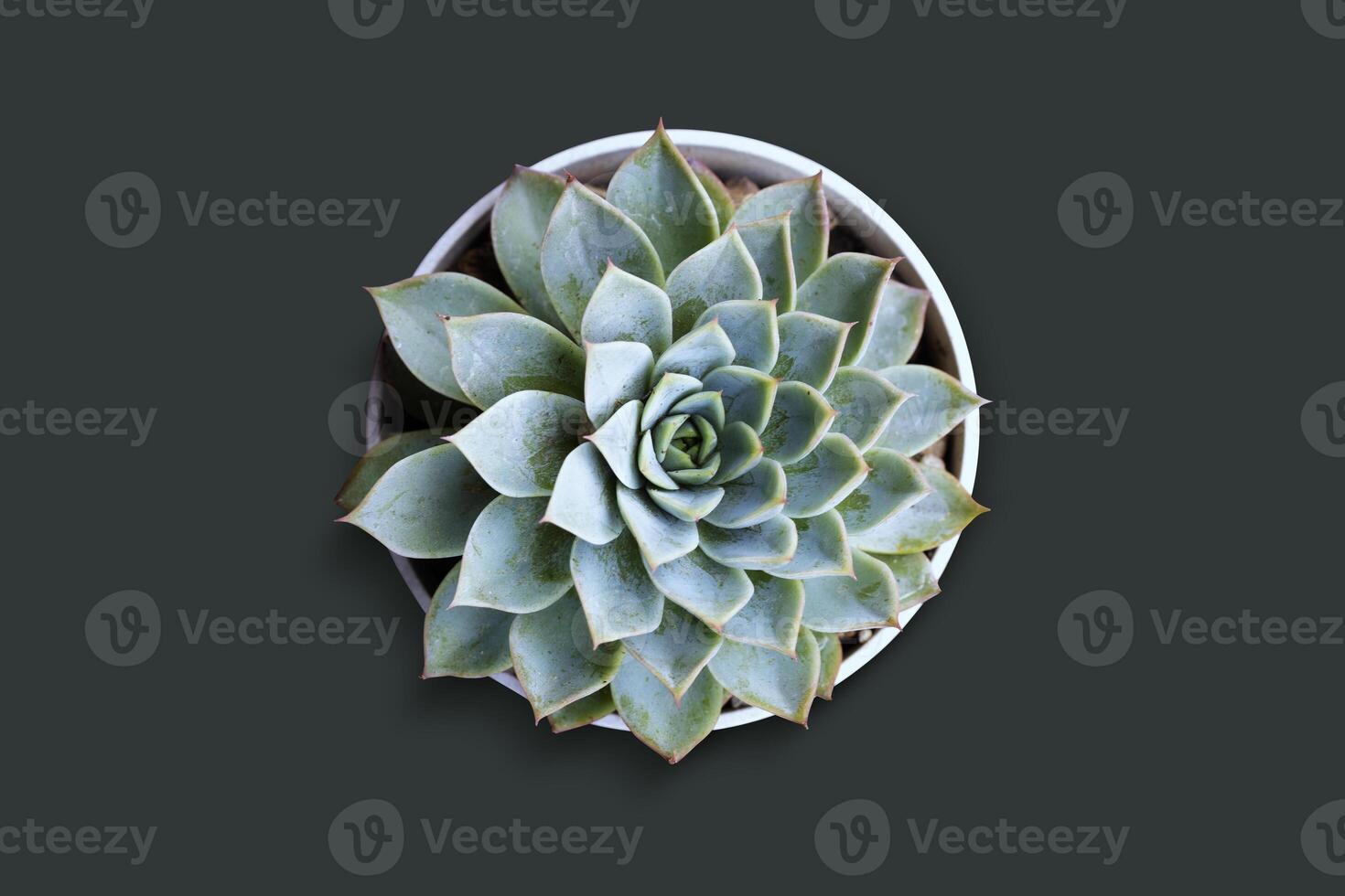 Close up top view cactus in a white pot isolated on green background. photo