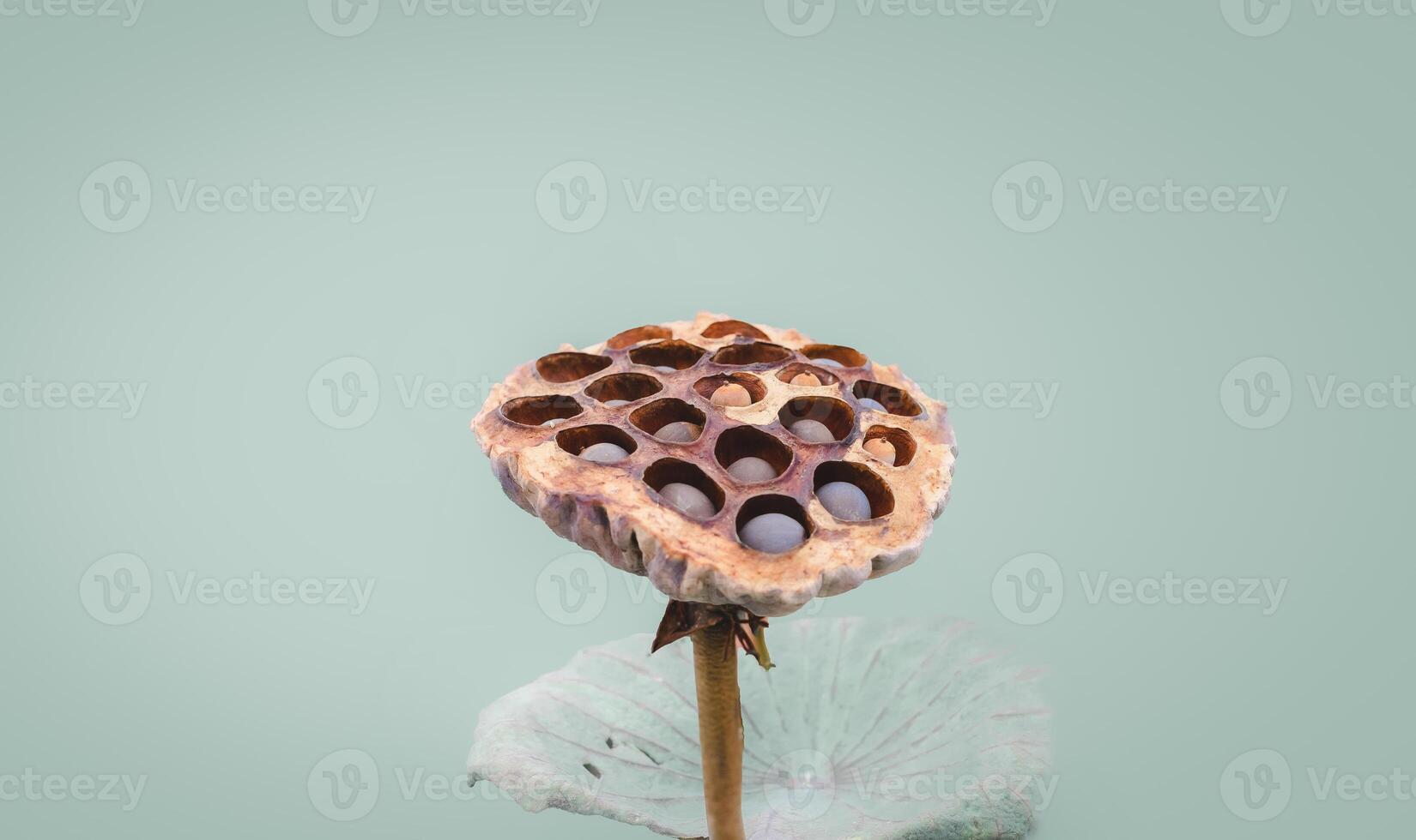 a flower with a bee nest on top photo