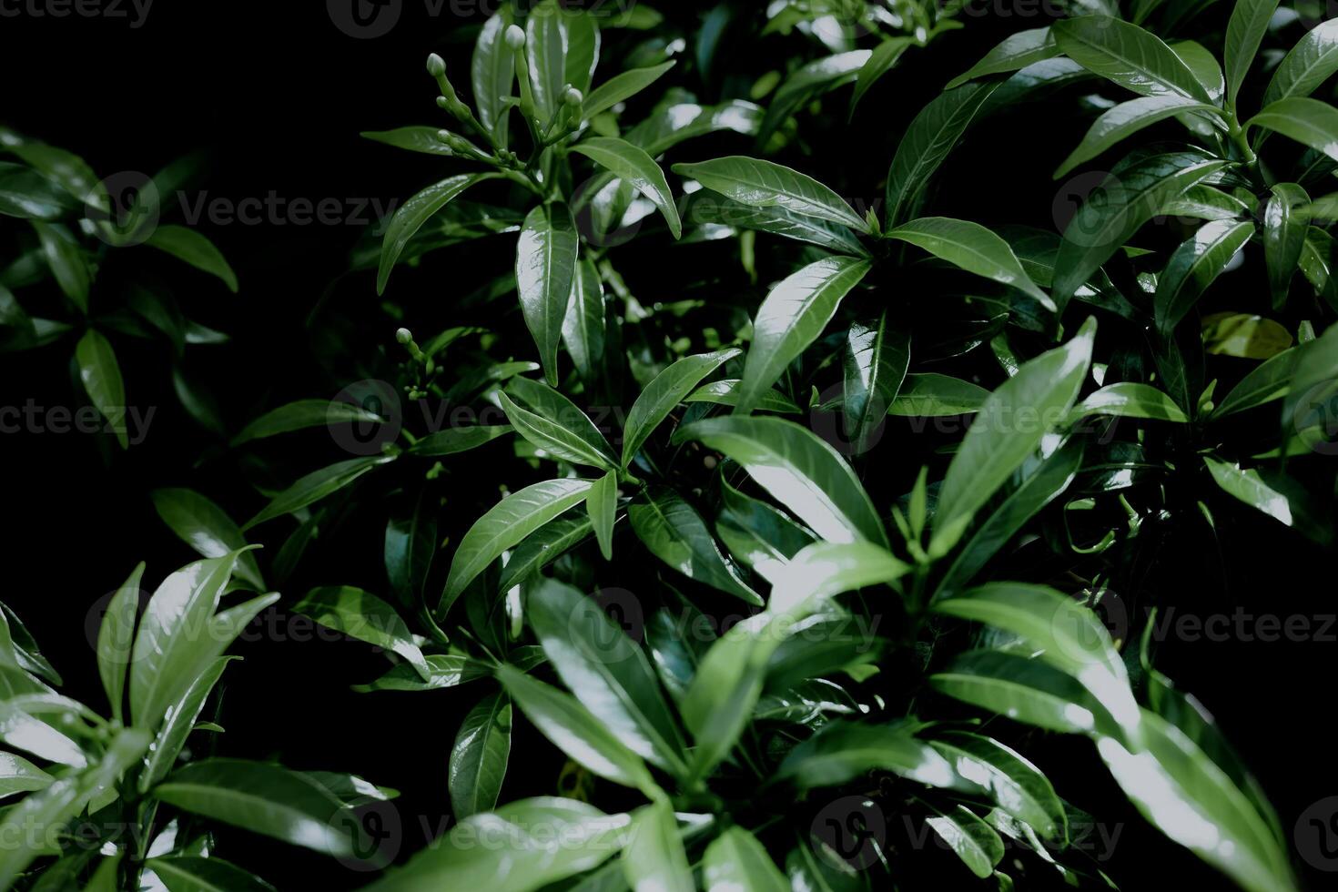 Green leaves pattern background, Natural background and wallpaper photo
