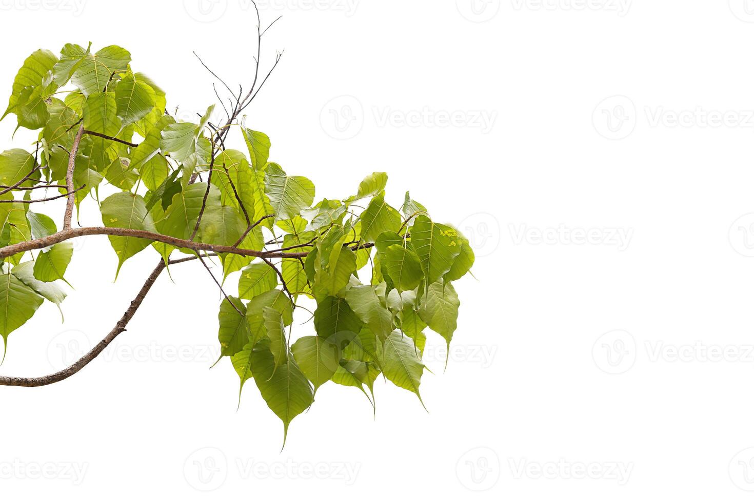 a tree with leaves on it photo